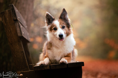 Schattigheid op een bankje