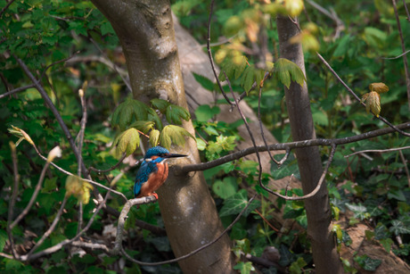 Ijsvogel