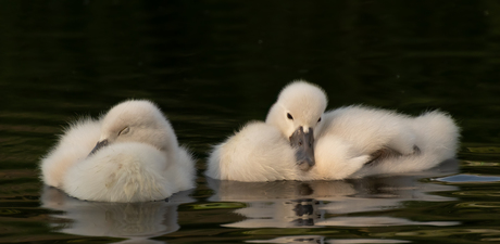 Jonge Knobbelzwaantjes