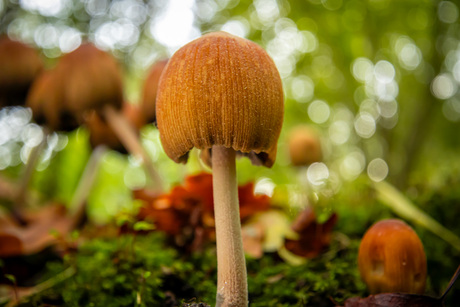 Paddestoel in de Ennemaborg.