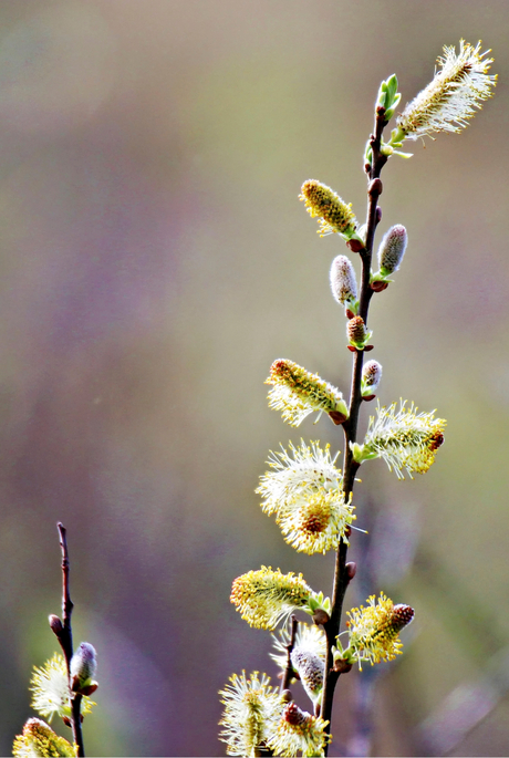 "Spring is in the air"
