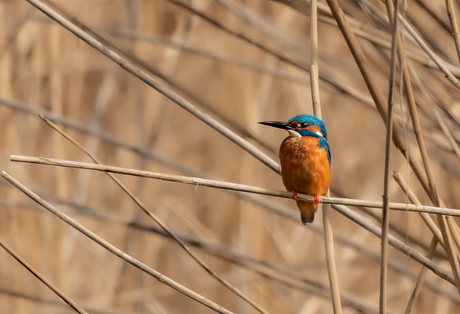 Ijsvogeltje