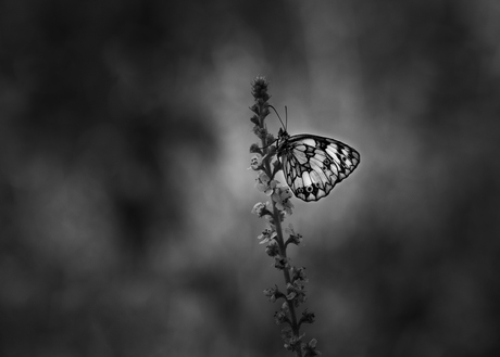 Voor de afwisseling...