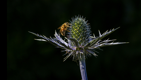 blinde bij op blauwe distel
