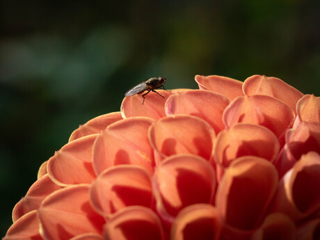 Kleine vlieg op dahlia