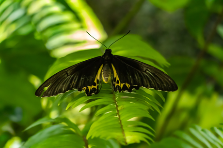 Vliindertuin op Bali