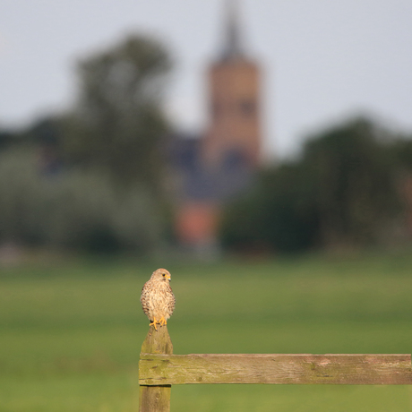 (kerk)Torenvalk