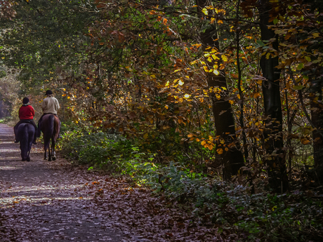 Ruiters in het Ulvenhoutse bos - foto Jan Korebrits