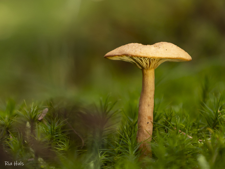 Herfst, dus paddenstoelen