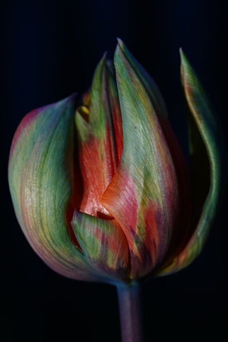 Rode Tulp