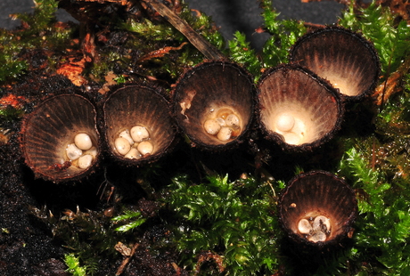 Gestreept vogelnestje