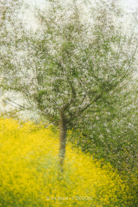 Photographic impressionism van een bloesemboom