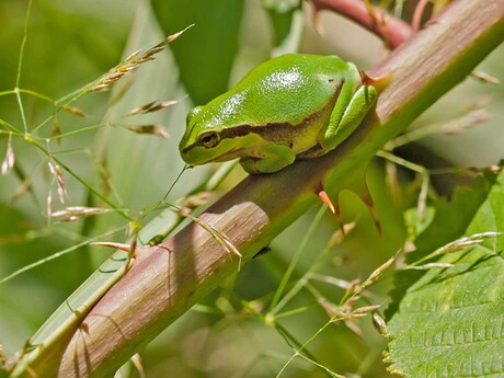 Boomkikker.