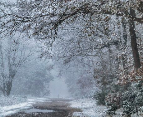 Mistige winterochtend