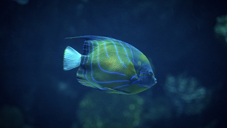 Blue Ring Angelfish