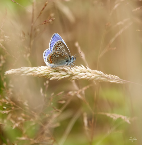 Icarusblauwtje, wat een opvallend mooi vlindertje.