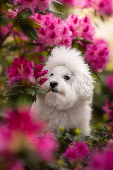 Spring's little cloud 🩷