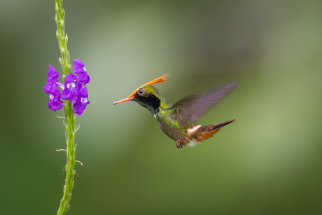 Vuurkuifkoketkolibrie in vlucht
