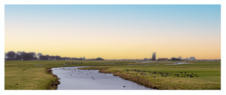 vogels in sloot en op het weiland omgeving Edam