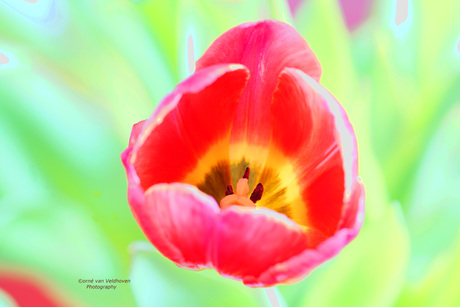 Tulp