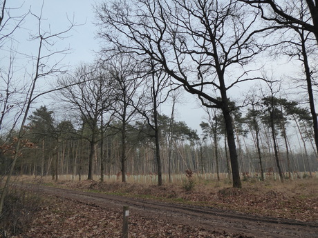 Nieuwe aanplanting 