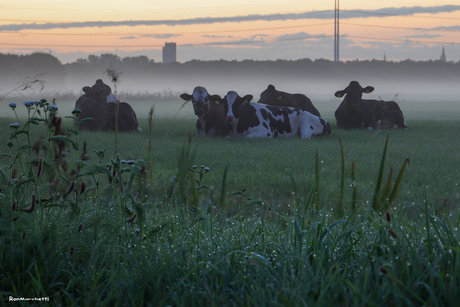 Koeien met mist.