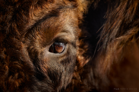 In the eye of a Bison