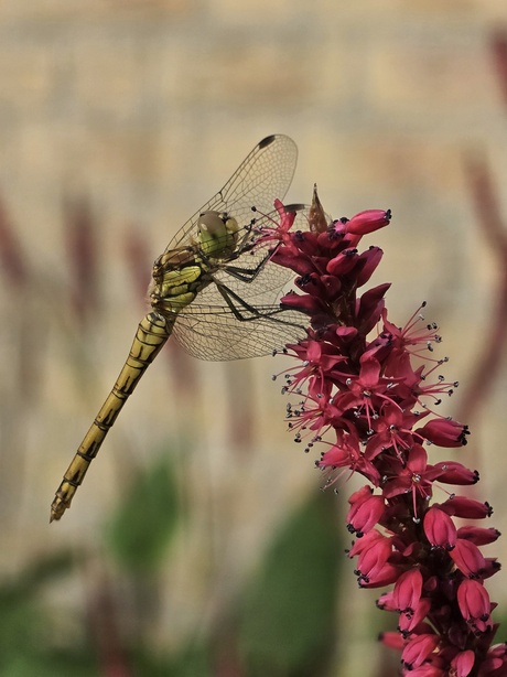 Libelle