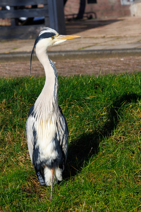 Reiger lekker in het zonnetje
