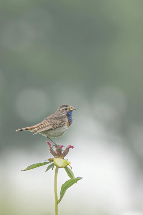 Blauwborst op Pioenroos