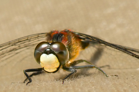 Nieuwsgierige Libelle