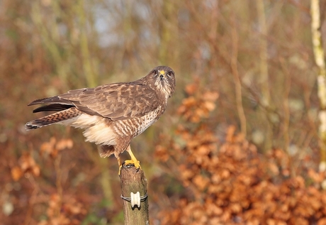 Buizerd