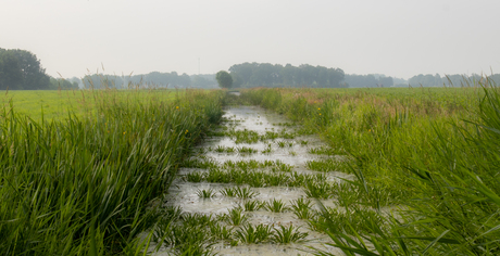 fries landschap