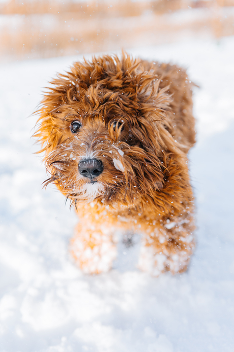 Coosje in de sneeuw