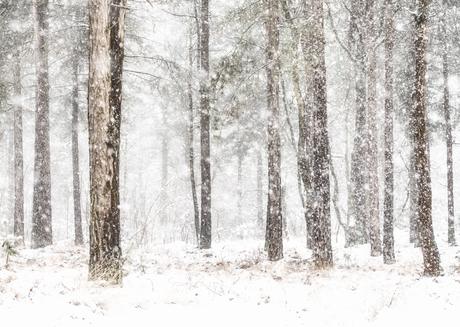 Dennenbos tijdens sneeuwval.