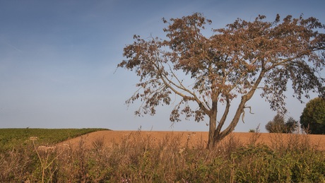 Herfstboom