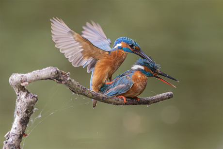 IJsvogeltjes next generation in de maak