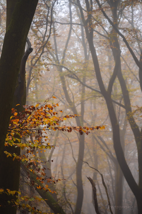 Herfst