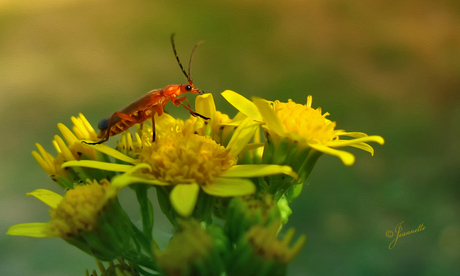 Soldaatje op Jacobskruiskruid.