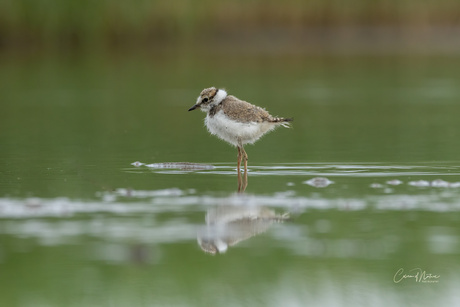 Kleine plevier 