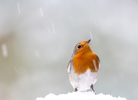 Roodborstje in de sneeuw