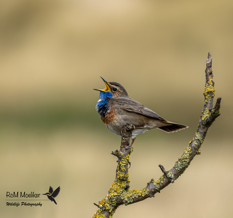 De blauwborst.