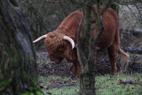 Schotse hooglanders