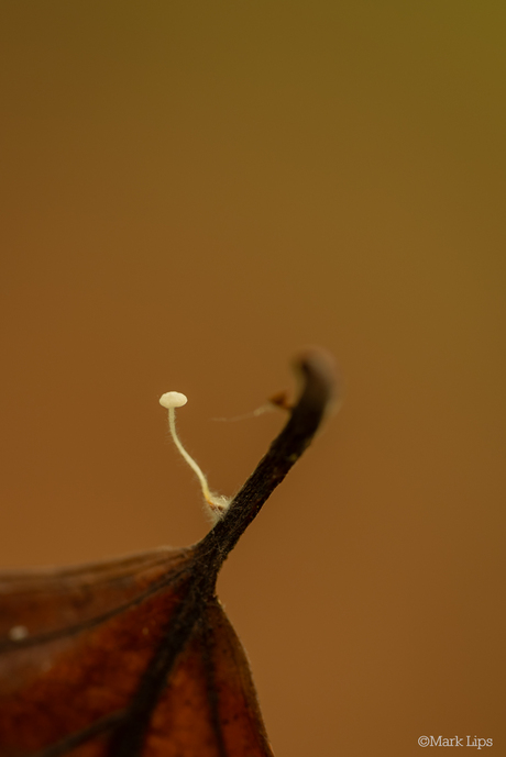 Lopend op een steeltje