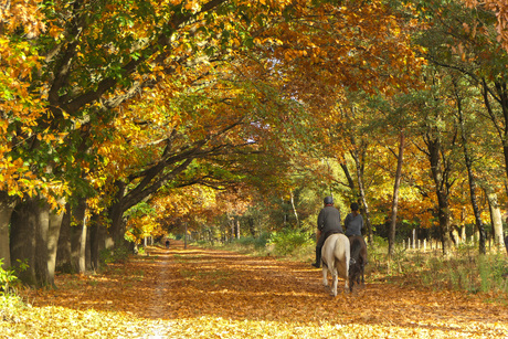 Ritje in de herfstzon