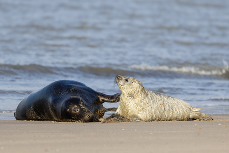 Grijze zeehond met pup