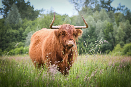 Achterhoekse Schoonheid