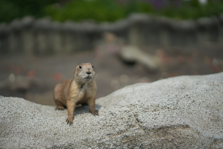 Prairiehondje