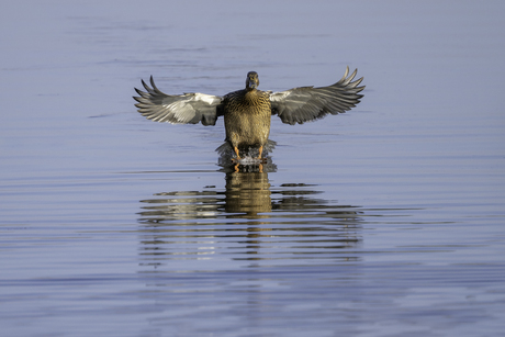 Walking on water