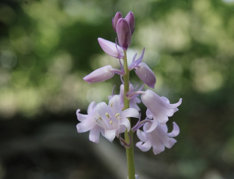 Bluebell in pink